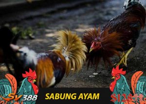 situs judi sabung ayam online 24 jam